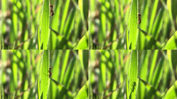 微距摄影 春天蚂蚁在草上爬