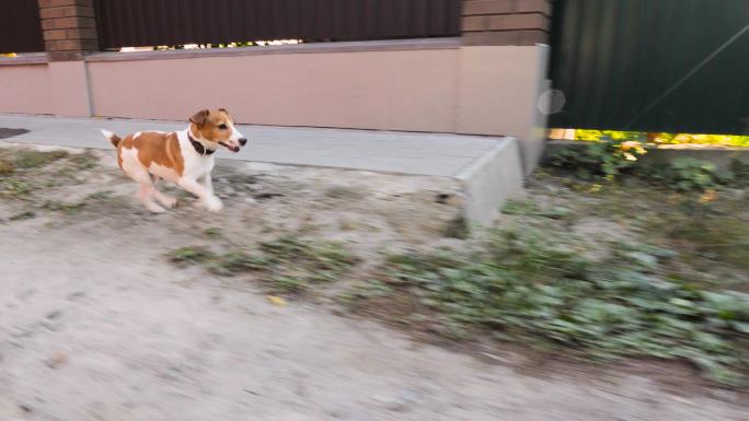 狗在路边追赶汽车狗狗伙伴离家