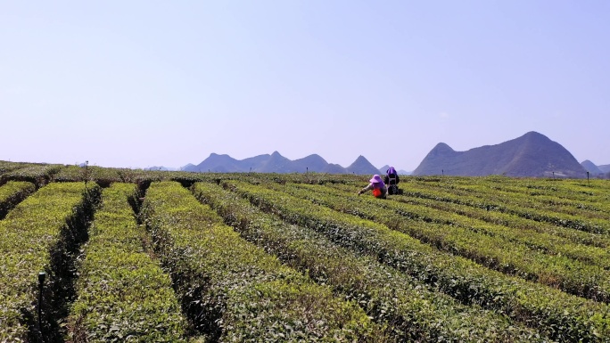 4K航拍湖畔茶园风光