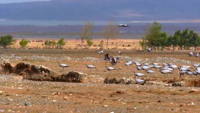 喜马拉雅山脚的大批迁徙的灰鹤