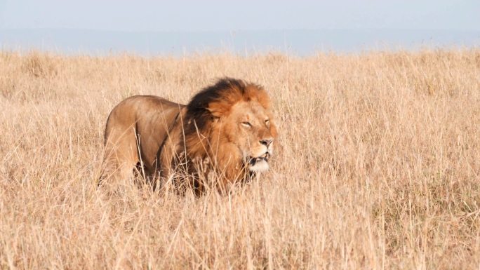 非洲肯尼亚草原的一头雄狮