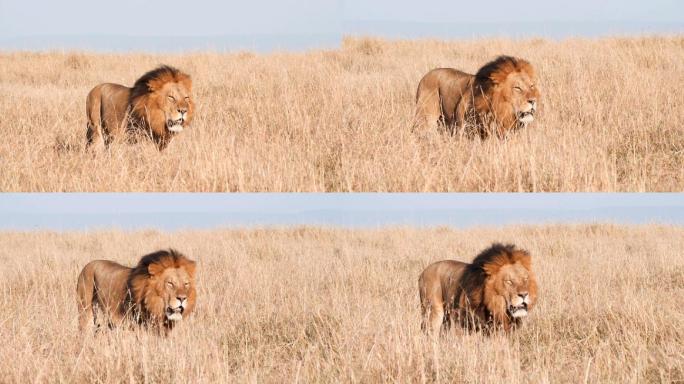 非洲肯尼亚草原的一头雄狮