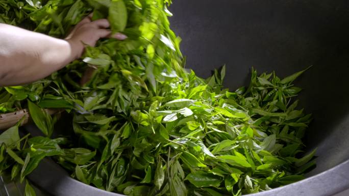 普洱茶——昔归茶采摘制作
