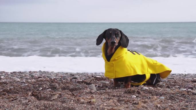 可爱的达克斯猎犬寒冷潮湿海滩