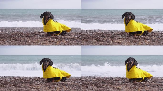 可爱的达克斯猎犬寒冷潮湿海滩