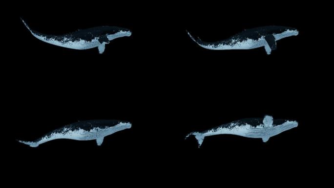 鲸鱼游动循环动画