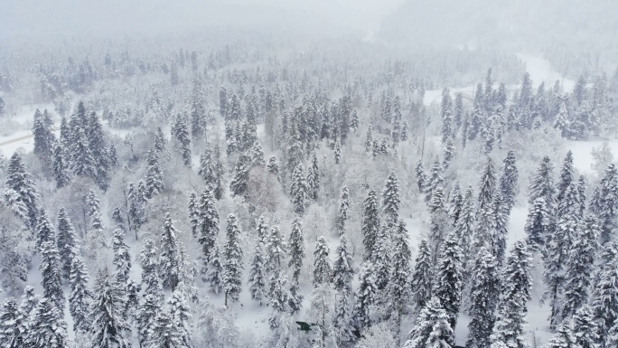 降雪期间的冬季雪林鸟瞰图