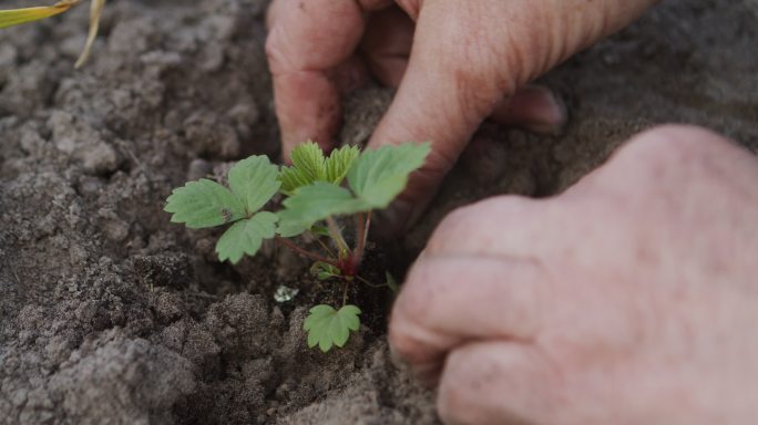 在地上种植草莓芽种植农业乡村振兴丰收绿色