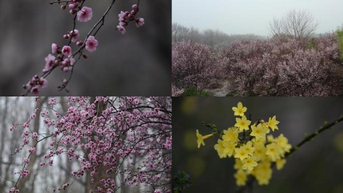 初春各种花卉合集2