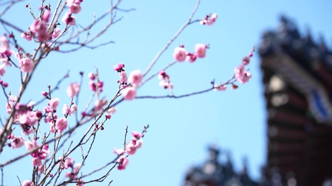 梅花山