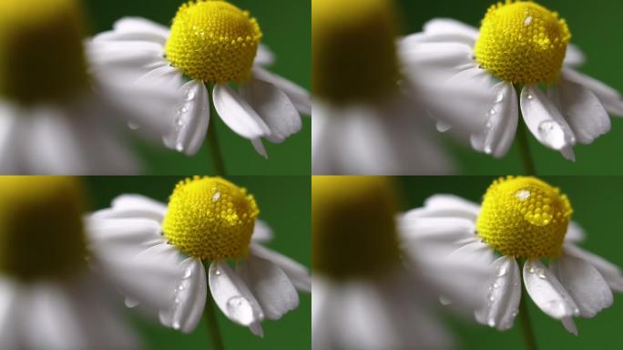 露珠滴在甘菊花上洋甘菊花瓣视频素材花朵美