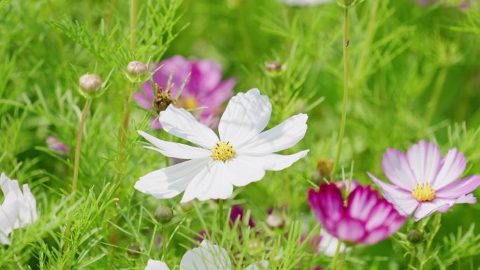 格桑花蜜蜂飞走