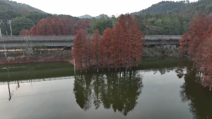 武汉江夏区青龙山国家森林公园水杉红了航拍