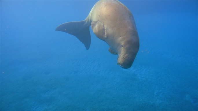 雄性儒艮海底世界水族馆深海美人鱼