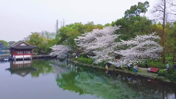 西湖春天 樱花