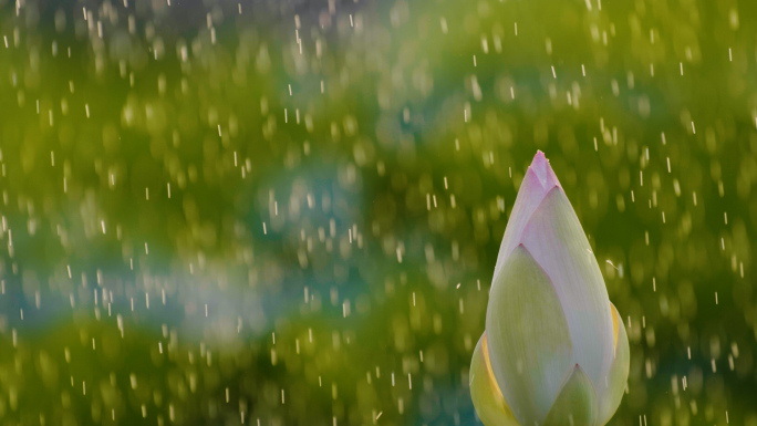 原创唯美雨中荷花