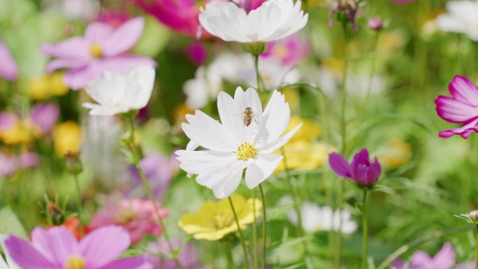 格桑花蜜蜂采蜜飞舞