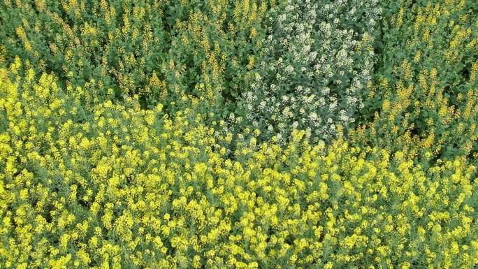 4K春季油菜花群特写航拍视频