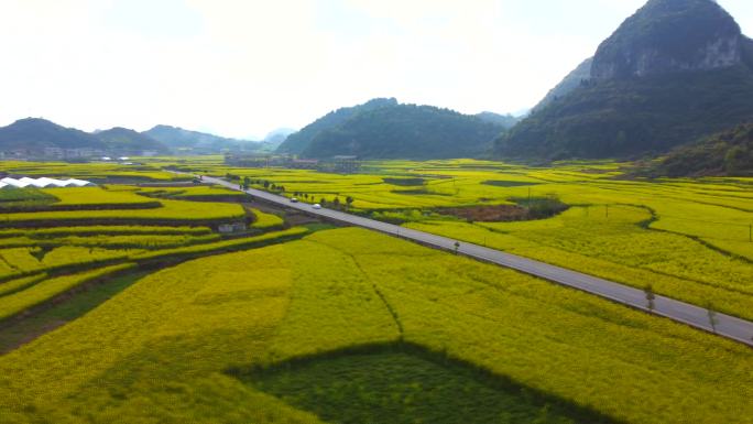 油菜花海中的公路