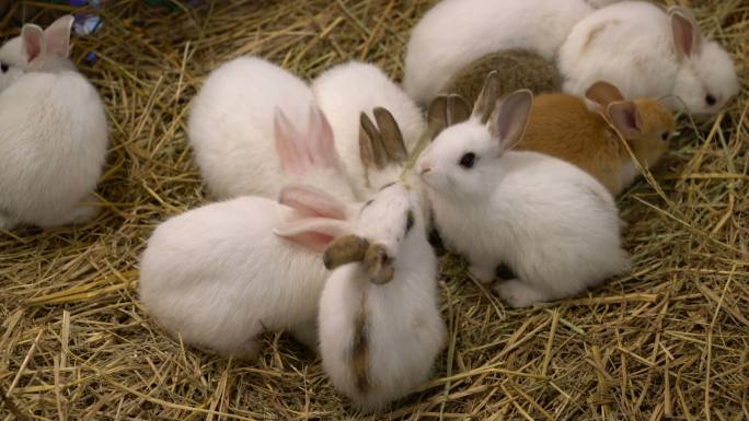 农场里的兔子情感小春天