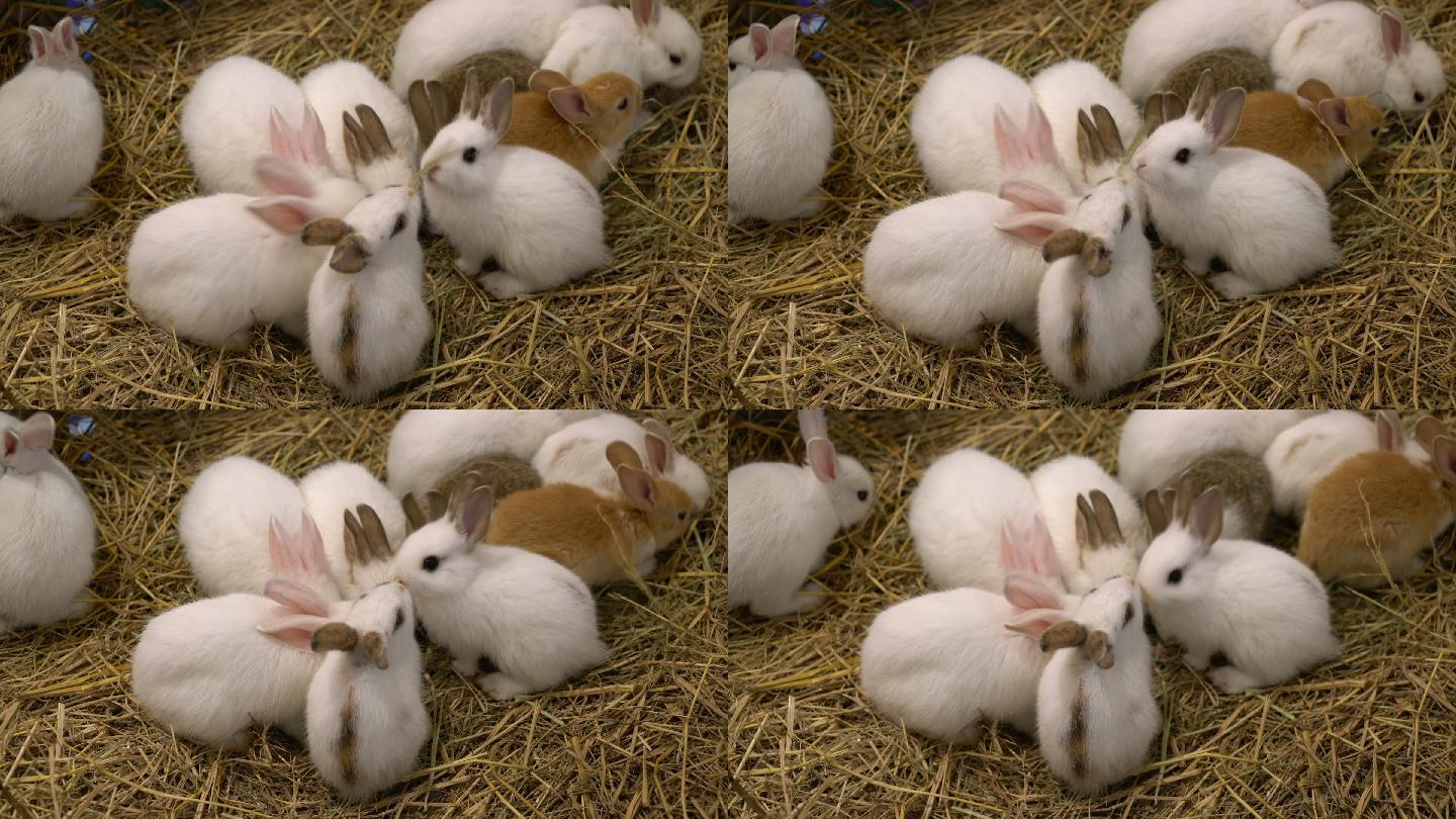 农场里的兔子情感小春天