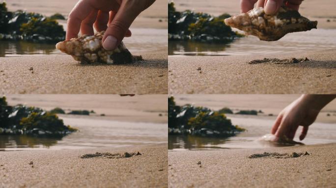 海螺赶海捡贝壳螺蛳海月