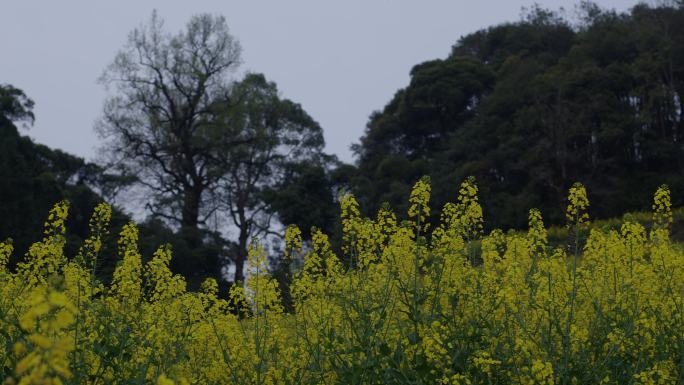 6K傍晚山里油菜花与树木一组