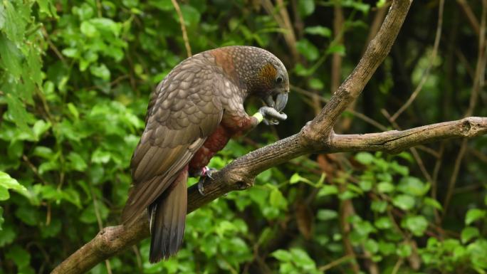 在新西兰的树枝上吃坚果的鸟