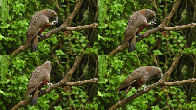在新西兰的树枝上吃坚果的鸟