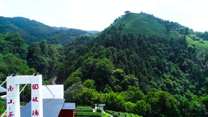 南山茶海 昭平南山茶海 茶园基地 玻璃桥