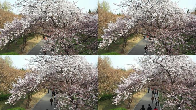春日樱花树下游人跑步