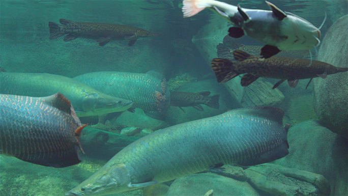 水族管的大鱼巨骨舌鱼