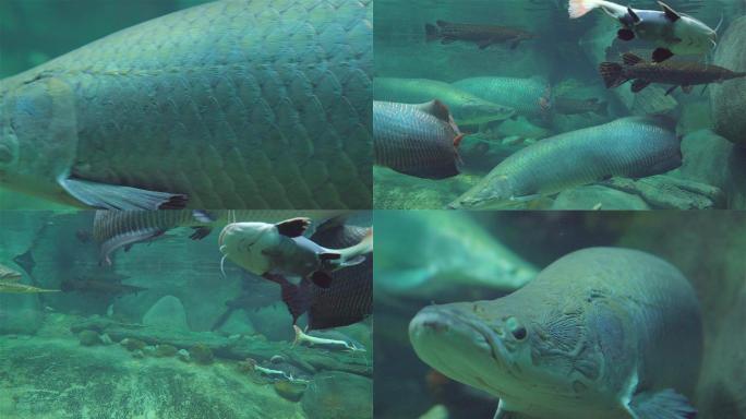 水族管的大鱼巨骨舌鱼