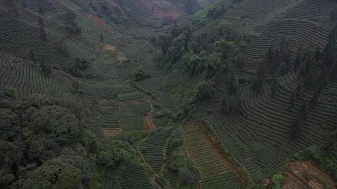 雅安牛碾坪万亩观光茶园