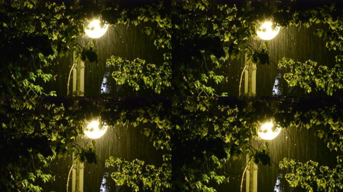 雨中路灯照亮树叶街景雨中景色雨夜风景