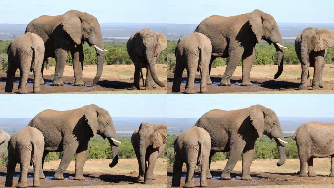 非洲大象非洲象自然保护区