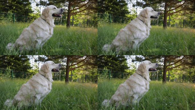 金色的猎犬坐在森林的草地上慢动作