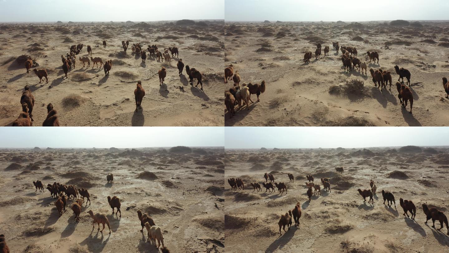 骆驼 恶略的生存环境 阿拉善骆驼