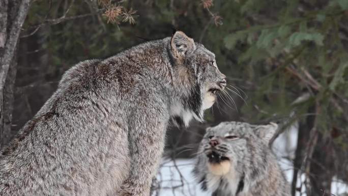野生加拿大猞猁猞猁特写野生动物素材视频