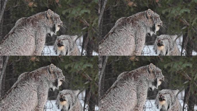 野生加拿大猞猁猞猁特写野生动物素材视频