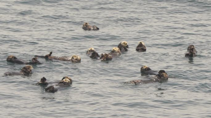 海獭野生动物海獭仰泳