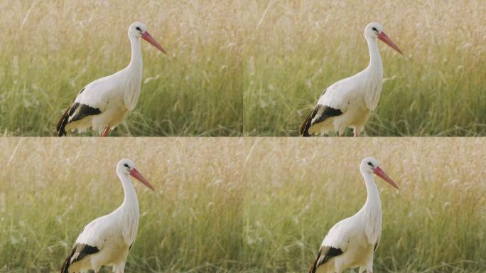白鹳野外保护动物慢动作升格镜头