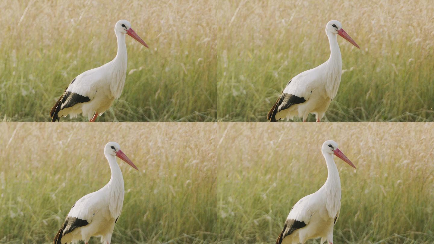 白鹳野外保护动物慢动作升格镜头