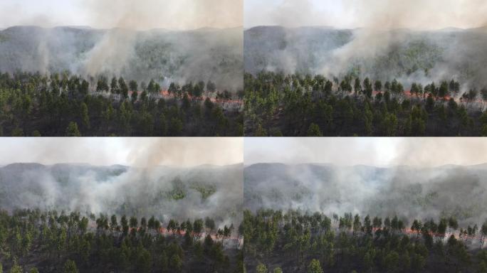 鸟瞰森林火灾环境树木面积危险