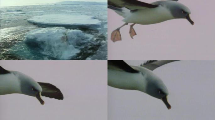 80年代冰川融化海鸥