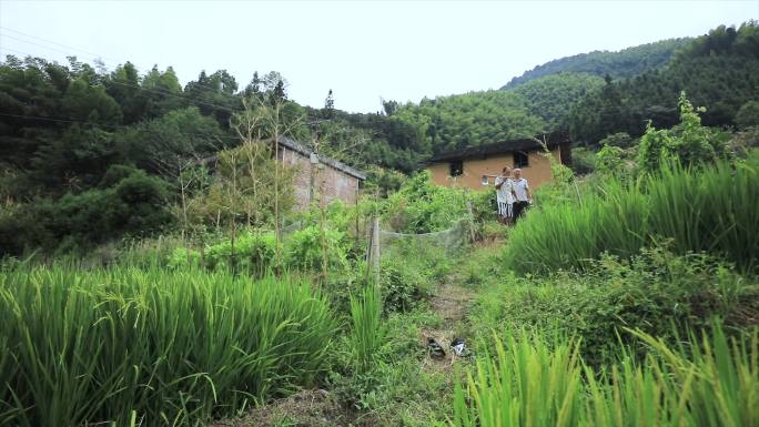 山里水稻田