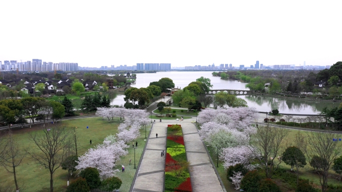 苏州石湖春天樱花盛开