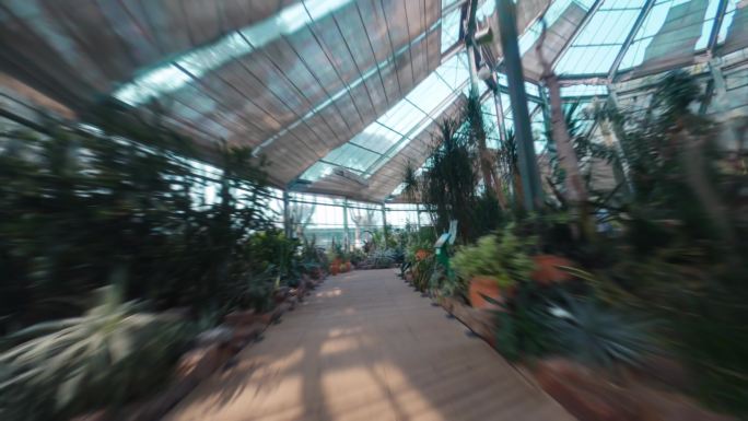4k武汉植物园温室穿越机航拍室内穿越