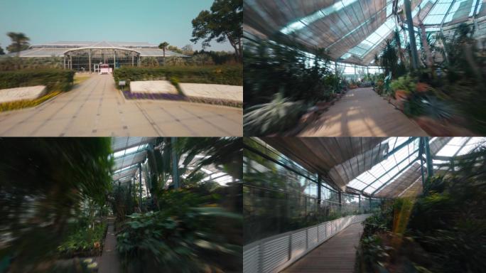 4k武汉植物园温室穿越机航拍室内穿越