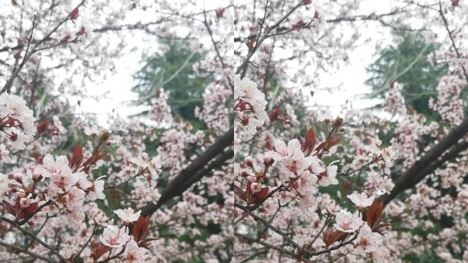 春天花枝拍摄